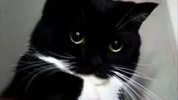 奶牛猫表情包分享