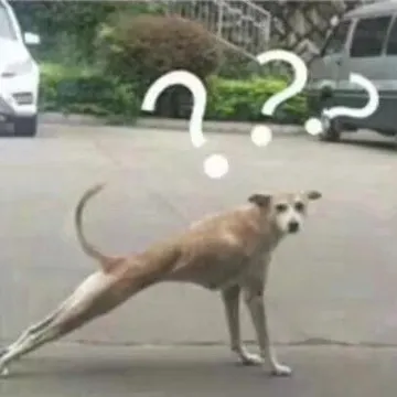 狗子问号表情包