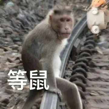 等鼠(鼠鼠表情包)