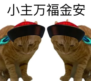 小主万福金安(猫咪表情包)