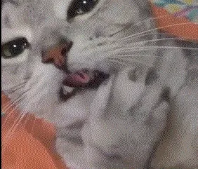小猫吃了你!(舔舔舔)