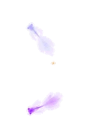 鱼啊