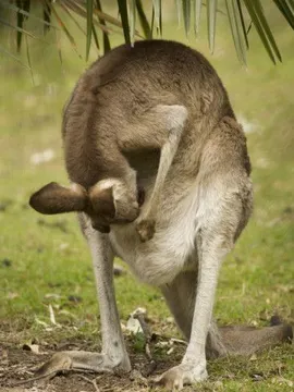 Kangaroo Looking in Pouch