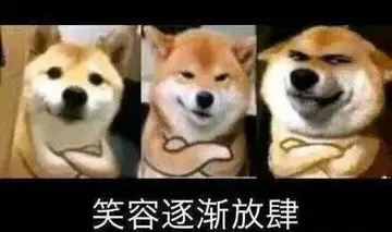 柴犬，狗子笑容逐渐放肆