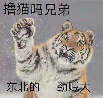 撸猫吗?兄弟东北的劲贼大