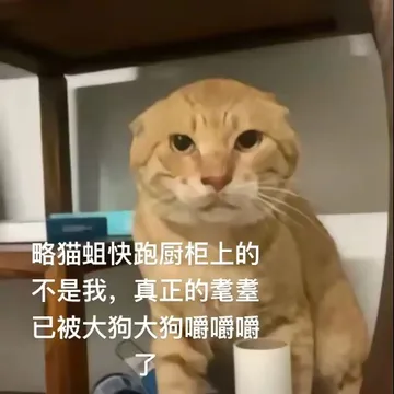 无名哈基米