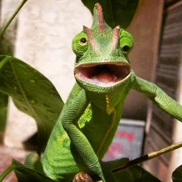 Chameleon eyes