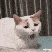 是喵星人啦00011-困哈欠猫
