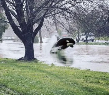Orca in the Park