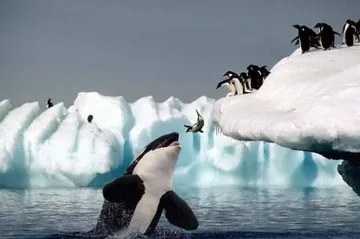 Killer Whale And Seal