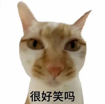 很好笑吗猫咪表情包 盯人看