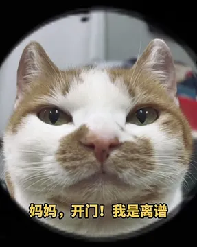 狗子：妈妈开门我是离谱表情包