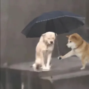小狗我给你打伞