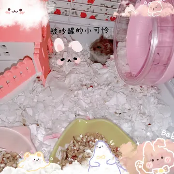 ?仓鼠圆圆的日常生活