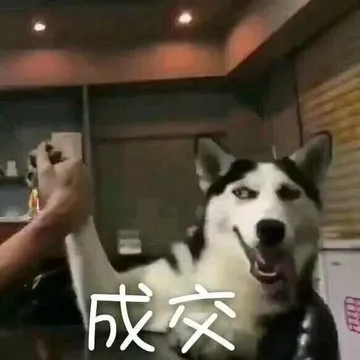 成交哈士奇拍手