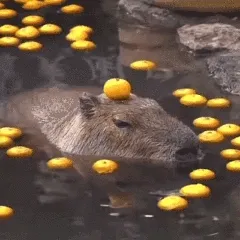 水豚动图表情包