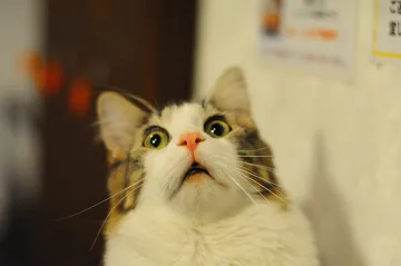 Shocked Cat