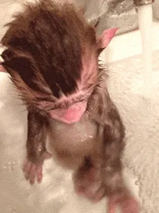 猴子洗澡