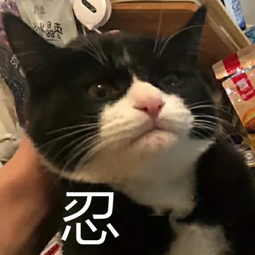 忍隐忍倔强猫奶牛猫表情包- 高清图片，堆糖，美图壁纸兴趣社区