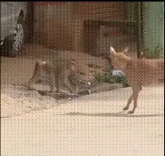 猴子看见狗子捂着屁股的搞笑gif