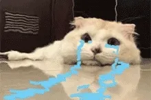 哭了 猫咪表情包