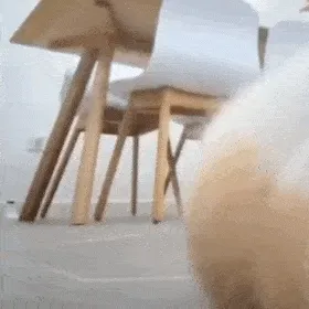 (猫猫动图表情包)