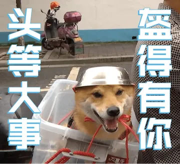笑出声!大爷给柴犬狗子带上了戴铁盆头盔,秒变表情包! 笑出声!