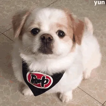 呆萌乖乖狗表情包