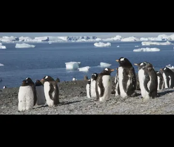 gentoo linux penguin global warming ice melt polar bear compile