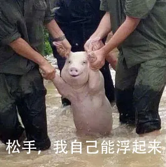 从台风中抢救出来的猪，它内心有很多话要说，我只能帮他表达这些了