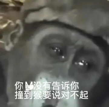 你没有告诉你撞到猴要说对不起