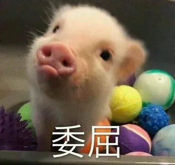 一波猪猪表情包 一起来吸猪吧