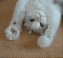 抓抓抓抓抓
