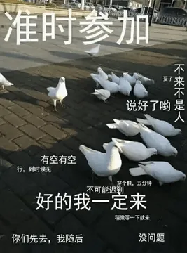 鸽子00014-准时参加好的我一定来-说好了哟不来不是人