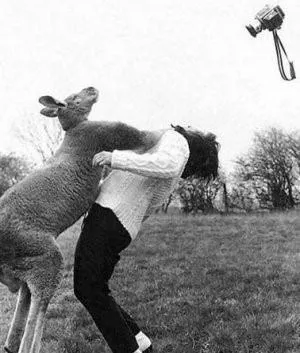 Kangaroo knockout