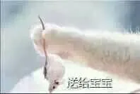送给宝宝(老鼠)