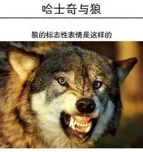 哈士奇与蘑菇头和熊猫人