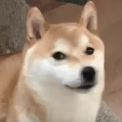 柴犬小Q来斗图