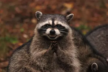 Excellent Raccoon