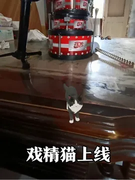 猫咪站家具当指挥家,咧嘴笑出表情包