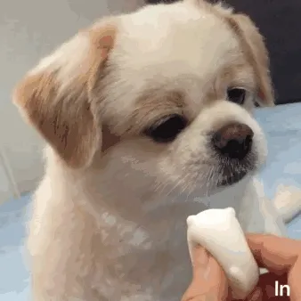 逗玩呆萌乖乖狗