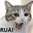 RUA猫