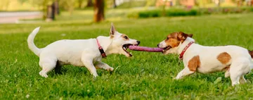Tug of War
