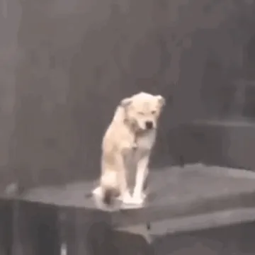 小狗淋雨动图