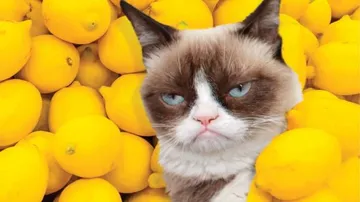 Grumpy Cat lemons