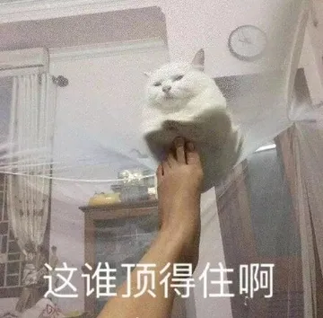 这谁顶得住啊（猫咪）