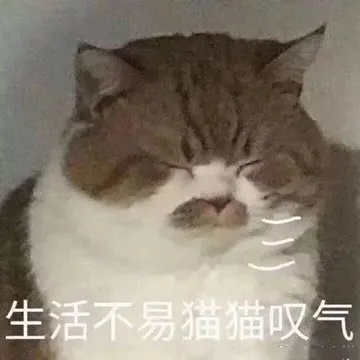 生活不易.猫猫叹气