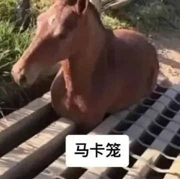 马卡笼