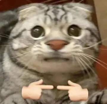 猫咪揣手手表情包