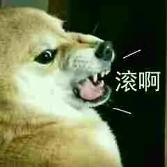 柴犬斗图表情包